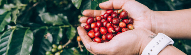 hands holding freshly picked coffee cherries